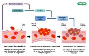 Factores de coagulación