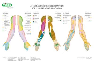 Anatomie der oberen Extremitäten für periphere Nervenblockaden