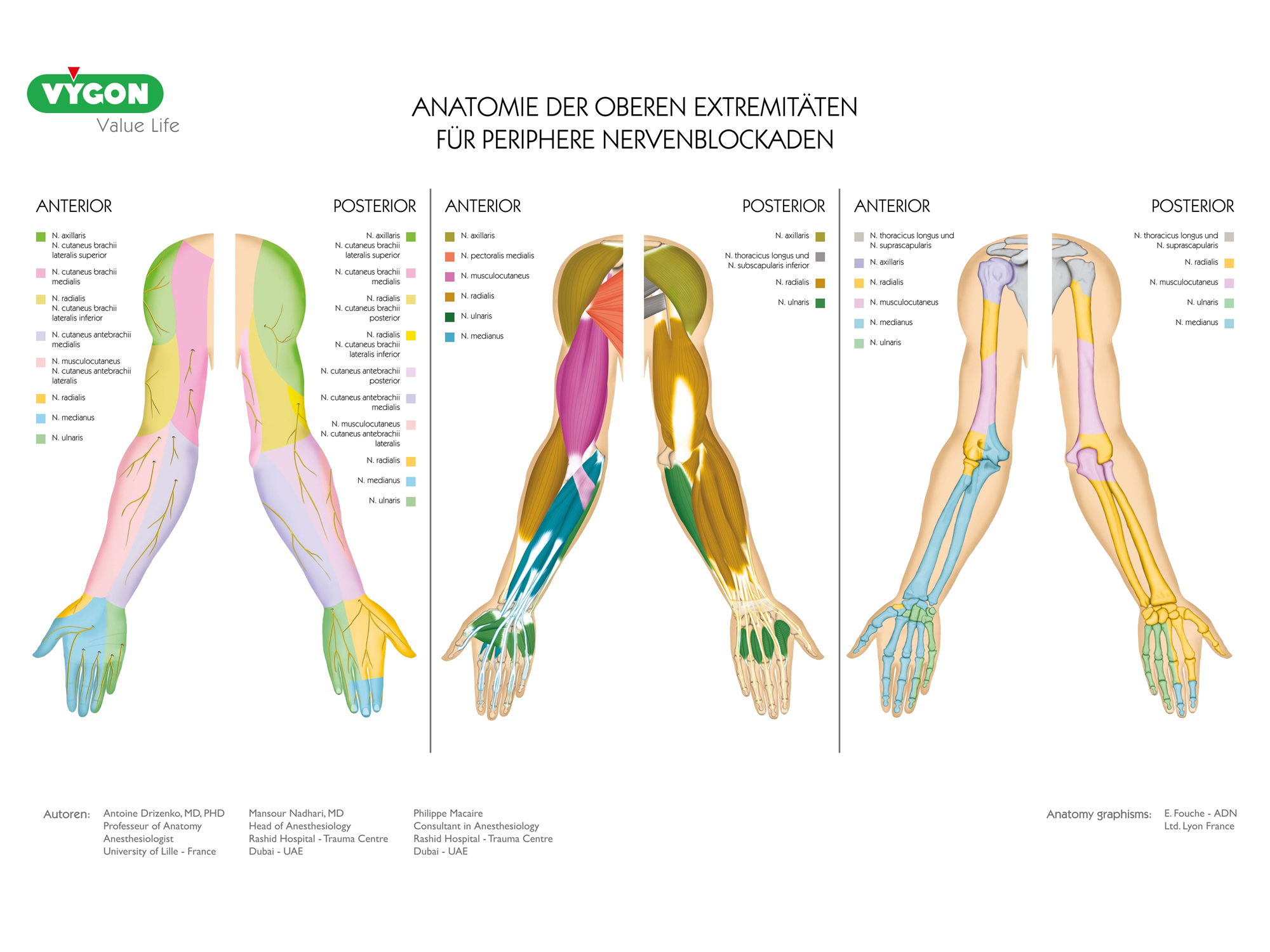 Anatomie der oberen Extremitäten für periphere Nervenblockaden