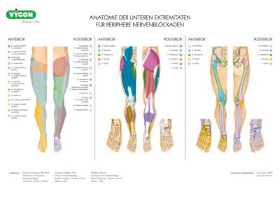 Anatomie der unteren Extremitäten für periphere Nervenblockaden