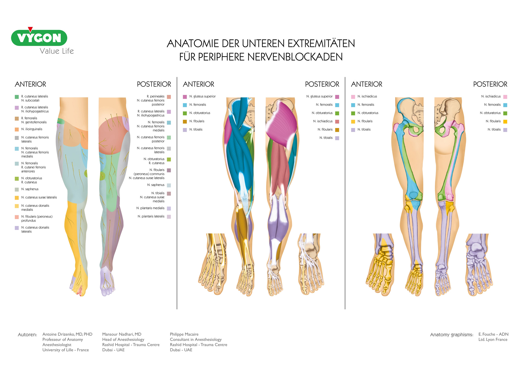 Anatomie der unteren Extremitäten für periphere Nervenblockaden