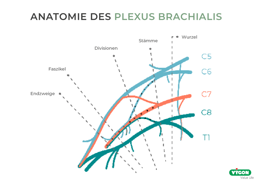 Anatomie-Plexus