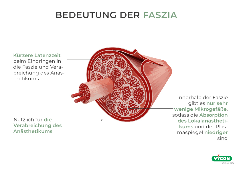 Bedeutung-Fazia-Bilder