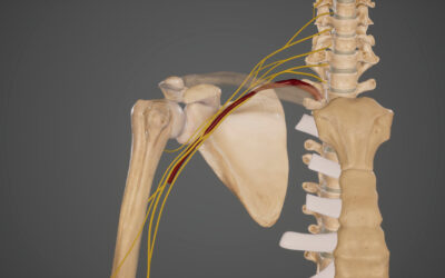 Plexus brachialis: Wissenswertes für ein tiefgreifendes Verständnis