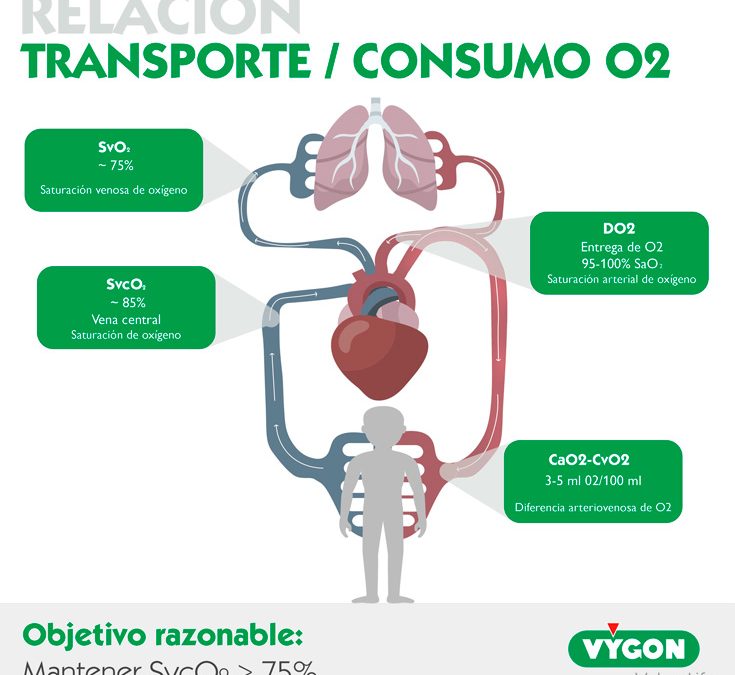 Relación transporte-consumo O2