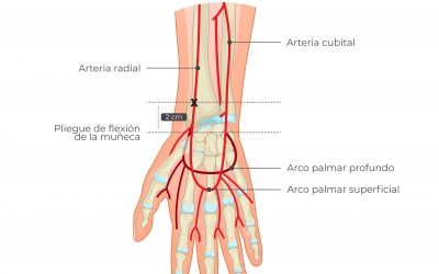Puntos de referencia arteria radial