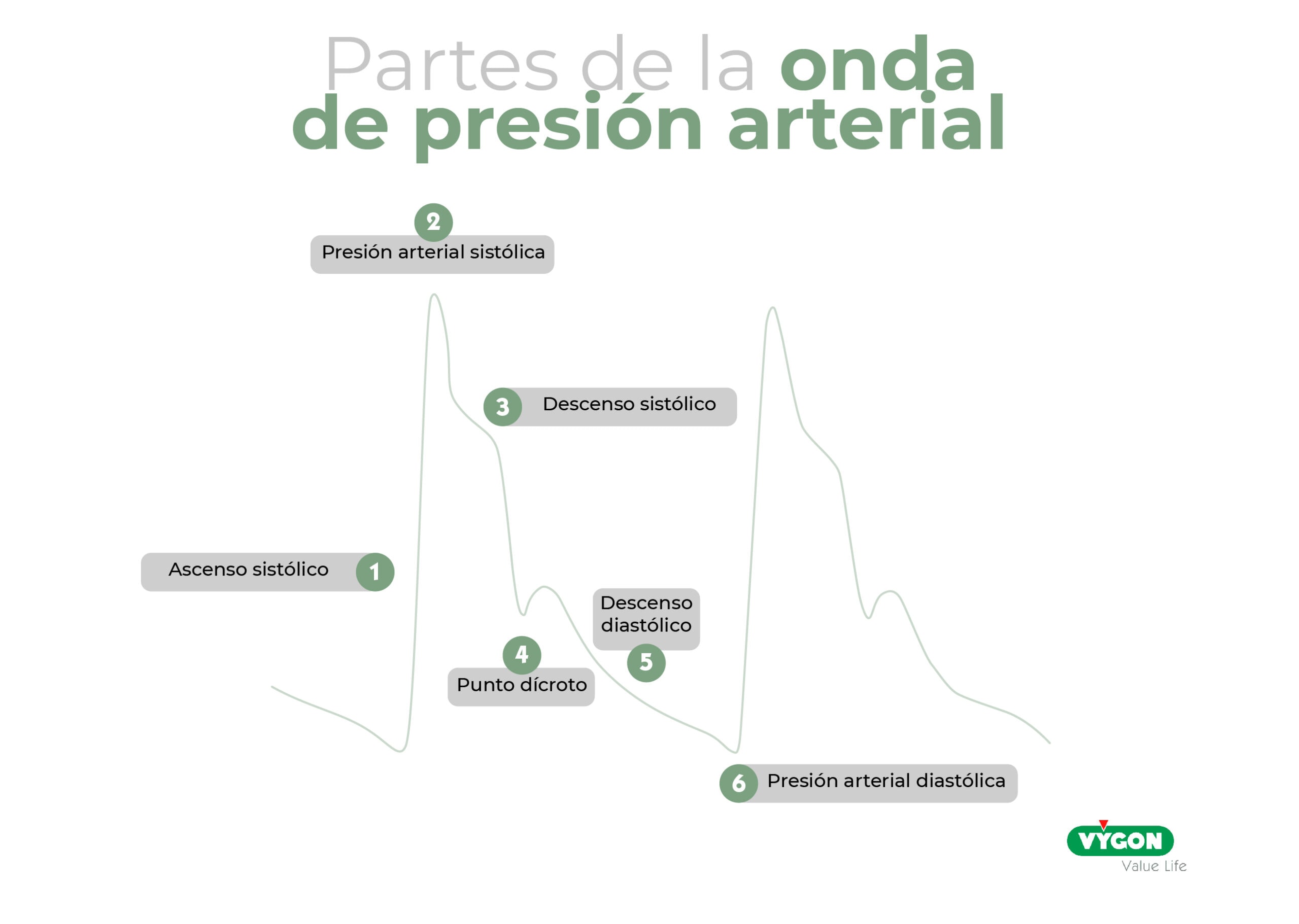 onda de presión arterial