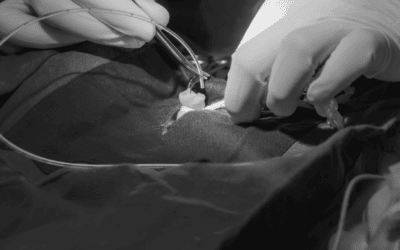 La plata en el catéter central en neonatología