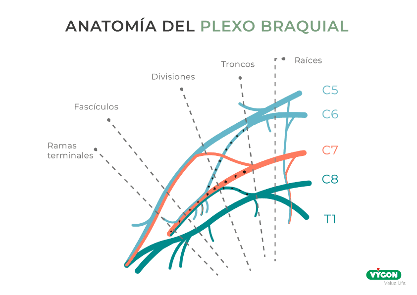 Representación anatómica del plexo braquial