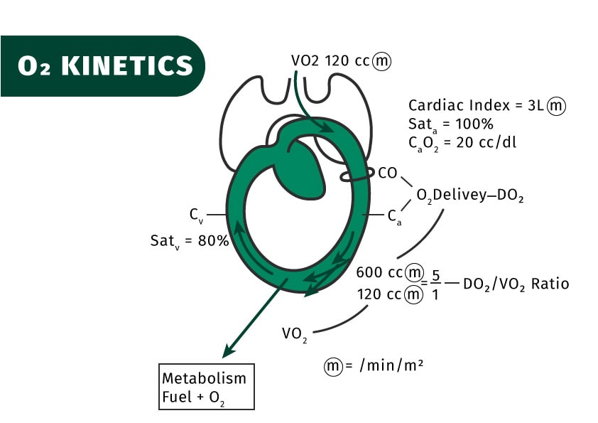 o2 kinetics para transporte de oxígeno