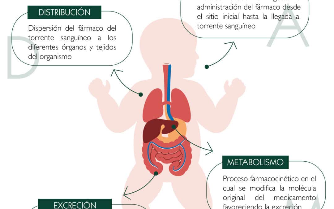 Farmacocinética de los fármacos. Sistema ADME