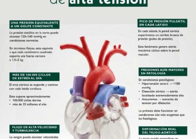 Anatomía del arco aórtico en datos