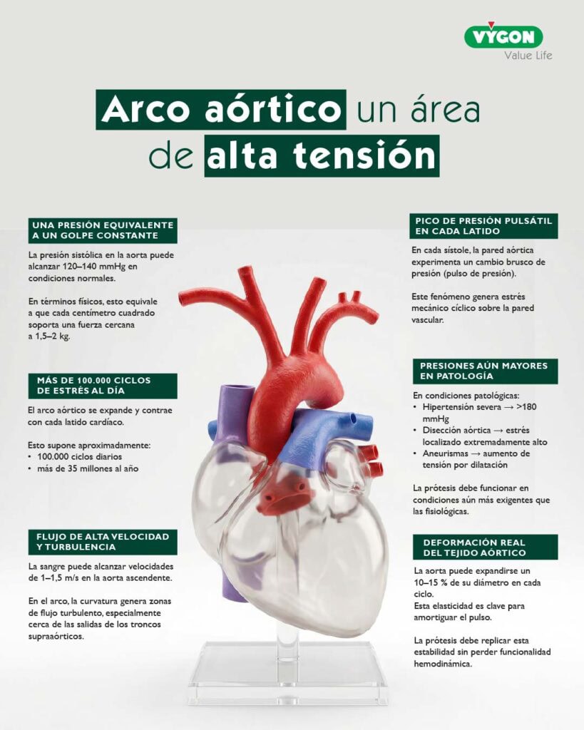 Esta infografía presenta datos de interés sobre la anatomía del arco aórtico