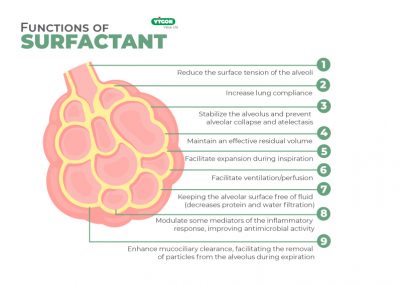 Functions of surfactant