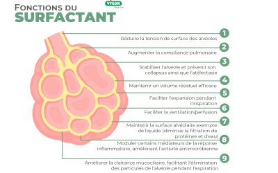 Fonctions du surfactant