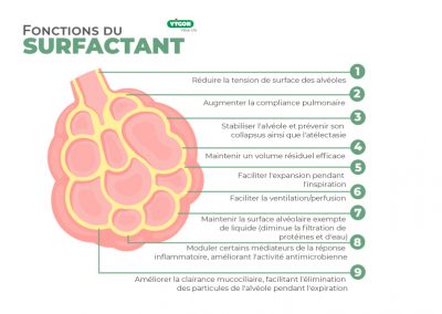 Fonctions du surfactant