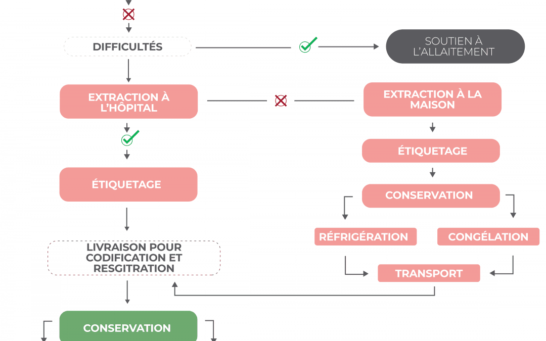 Organigramme du plan d’allaitement