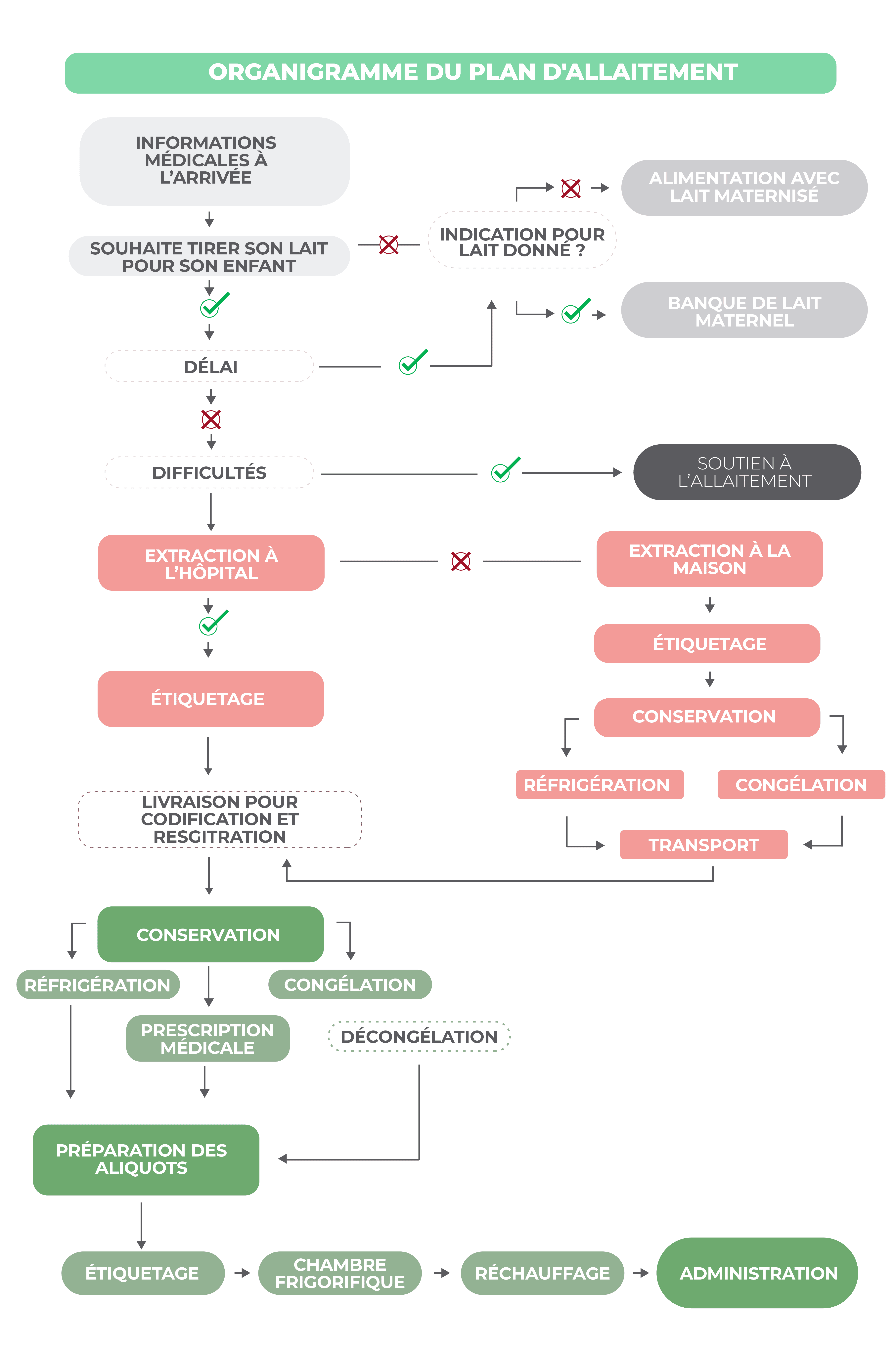 Organigramme du plan d'allaitement