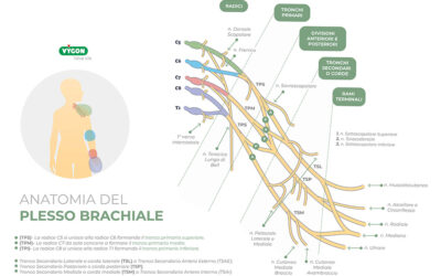 Anatomia del plesso brachiale