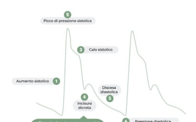 Fasi dell’onda di pressione arteriosa