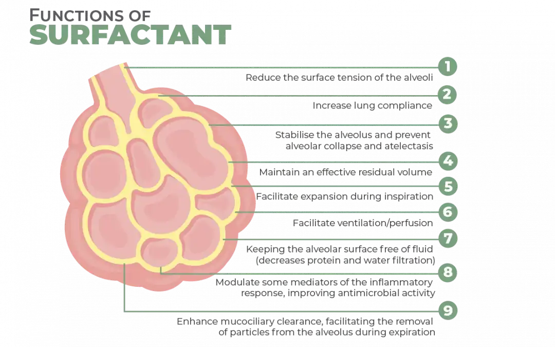 Functions of Surfactant