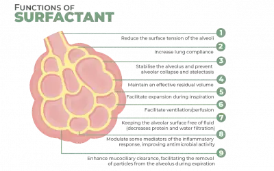 Functions of Surfactant