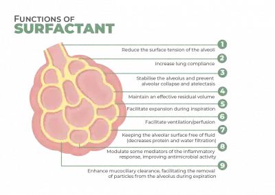 Functions of Surfactant
