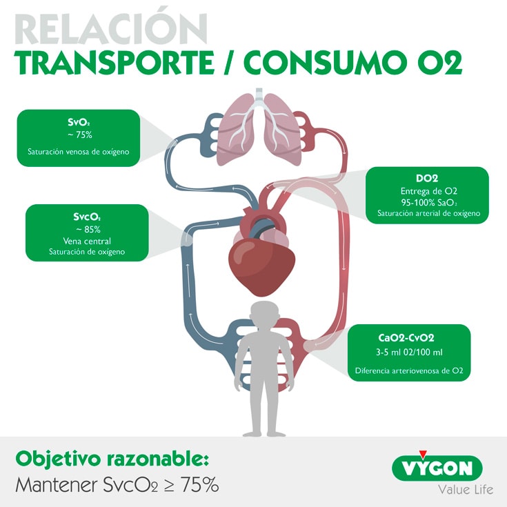 Relación-transporte-consumo-O2