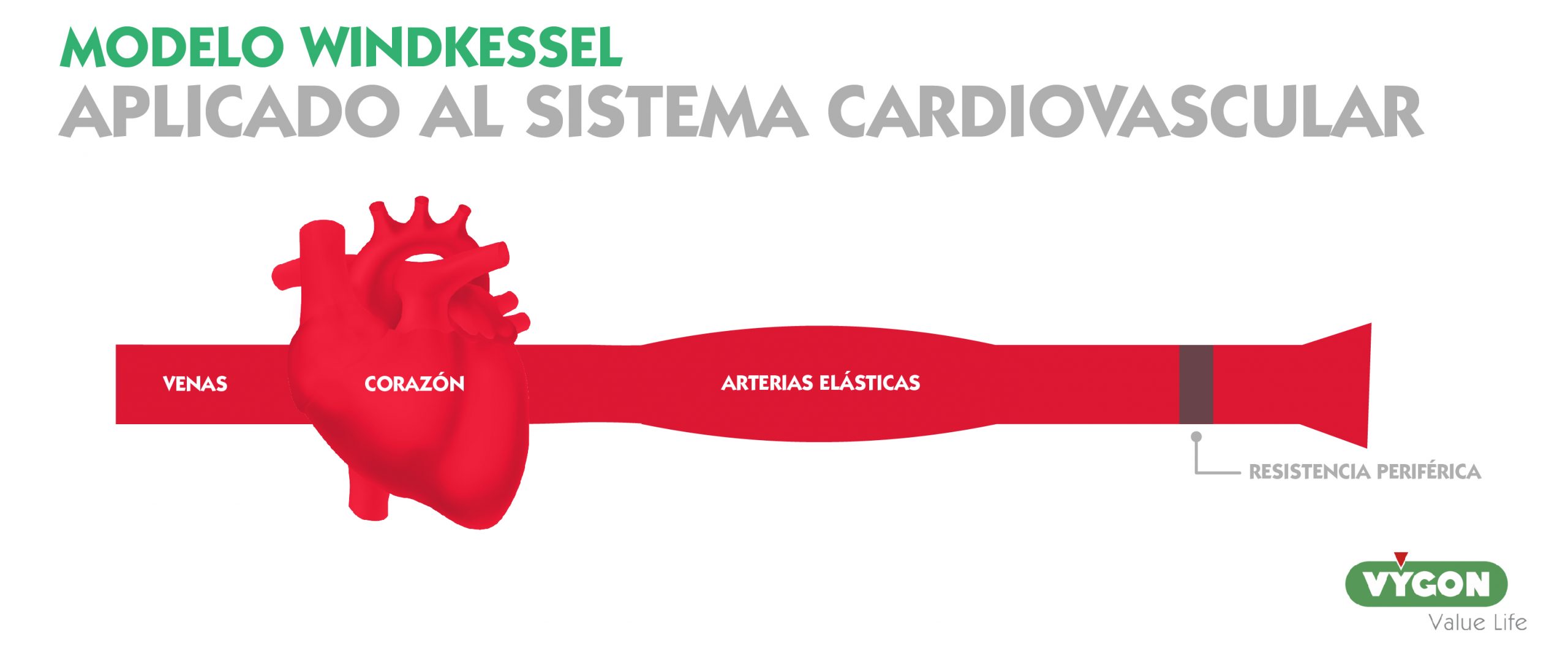 Modelo Windkessel aplicado al sistema cardiovascular