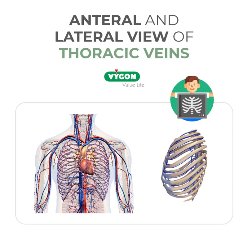 Anteral-and-lateral-view-of-thoracic-veins-1
