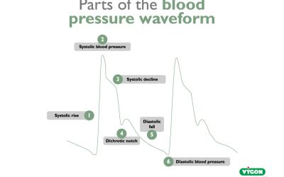 Parts of the blood pressure waveform